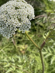 Conioselinum