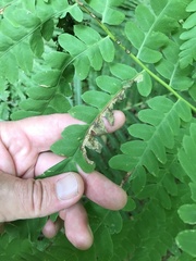 Chirosia filicis