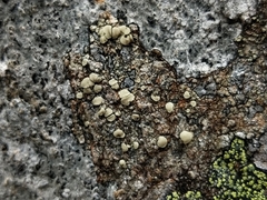 Lecanora stenotropa