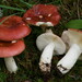 沼澤紅菇 - Photo 由 Marco Floriani 所上傳的 (c) Marco Floriani，保留部份權利CC BY-NC