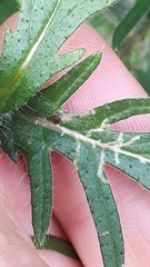 Phytomyza ramosa