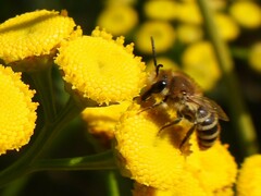 Colletes