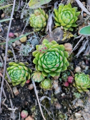 Sempervivum globiferum
