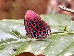 Paralaxita damajanti