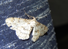 Ascotis reciprocaria