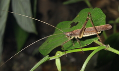 Teleutias
