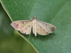 Eulepte concordalis