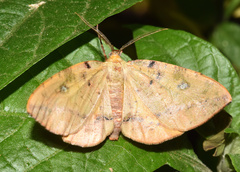 Omizodes ocellata