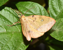 Omizodes ocellata