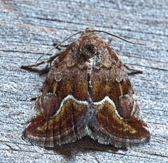 Deltote bellicula