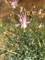 Aquilegia micrantha