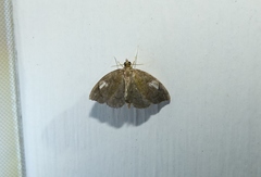 Perispasta caeculalis