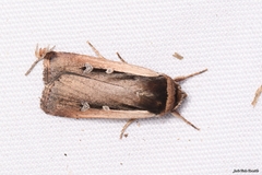 Ochropleura