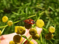 Deraeocoris ruber