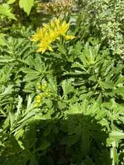 Phedimus kamtschaticus