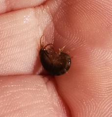 Gammarus lacustris