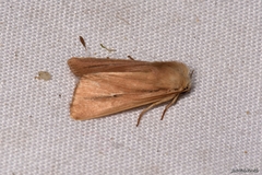 Mythimna sicula