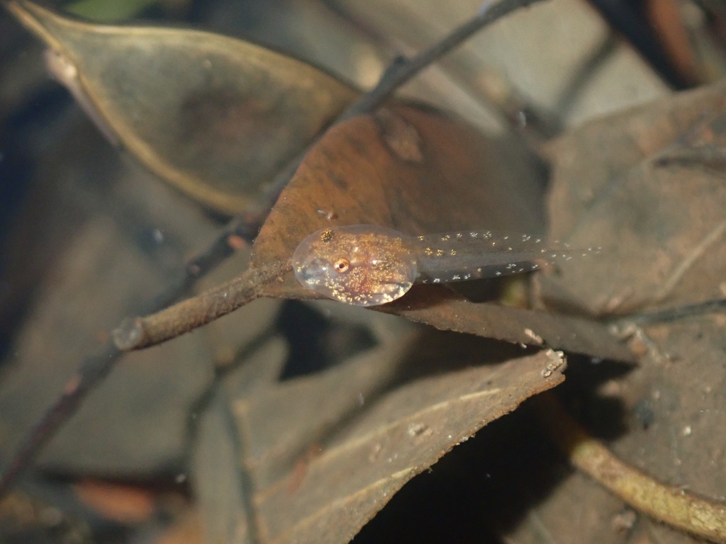 Romer's Bubble-Nest Frog