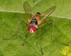 Cholomyia