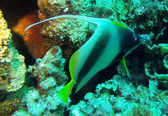 Heniochus intermedius