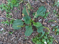 Plantago major