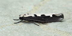 Ethmia bipunctella