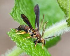 Vitacea polistiformis