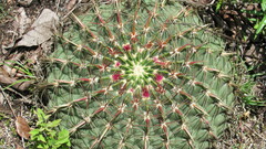 Ferocactus macrodiscus