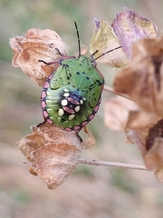 Nezara viridula