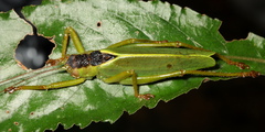 Incanotus mariaelenae