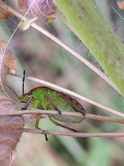 Nezara viridula