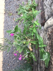 Epilobium hirsutum