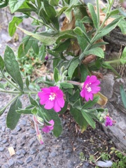 Epilobium hirsutum