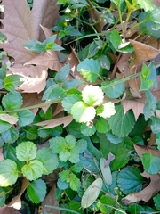 Plectranthus verticillatus