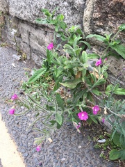Epilobium hirsutum
