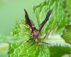 Vitacea polistiformis