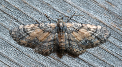 Eupithecia palpata