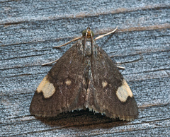 Evergestis unimacula