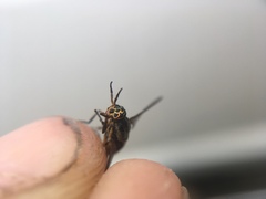 Chrysops univittatus