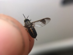 Chrysops univittatus