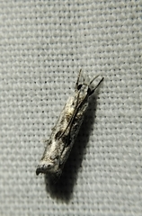 Microcrambus kimballi