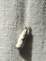 Microcrambus kimballi