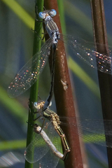 Lestes unguiculatus