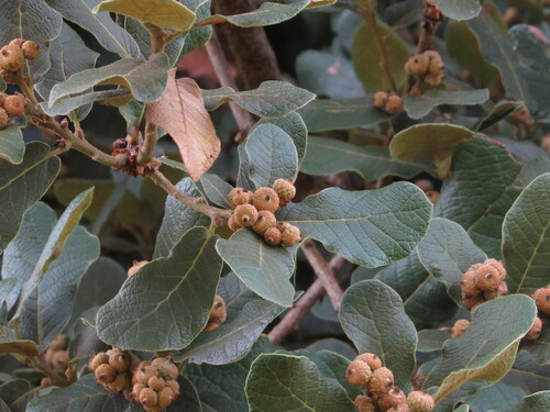 Mexican Oak