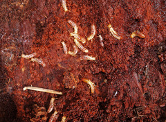 Stolotermes ruficeps