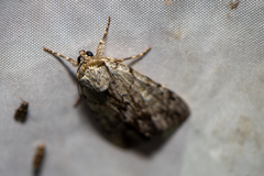 Catocala gracilis