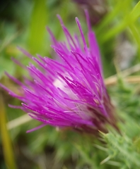 Cirsium acaule