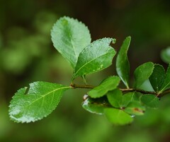 Crataegus berberifolia
