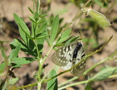 Parnassius clodius
