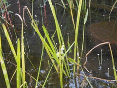 Sparganium emersum